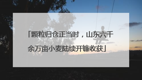 颗粒归仓正当时，山东六千余万亩小麦陆续开镰收获